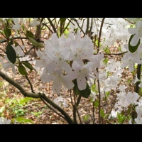 Rhododendron davidsonianum (fam. Ericacees) (Sichuan) (3)